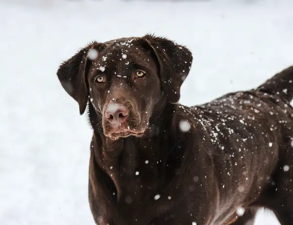 Ab Dezember 2026: glockna – das wohl coolste Hotel in Fusch Schokoladenbrauner Labrador im Schnee mit fallenden Schneeflocken