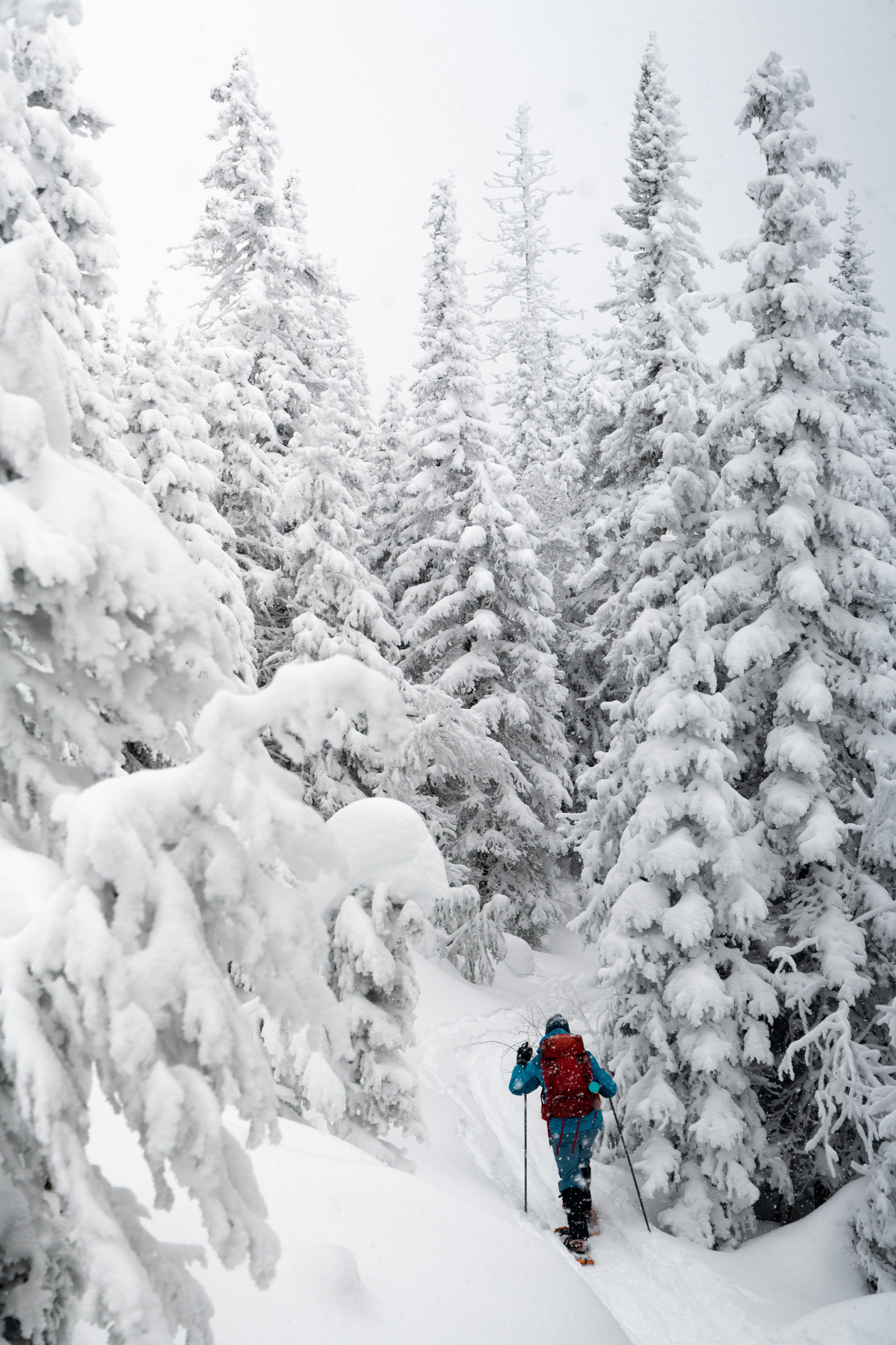 Ab Dezember 2026: glockna – das wohl coolste Hotel in Fusch Person beim Schneeschuhwandern durch verschneiten Wald mit hohen Tannen